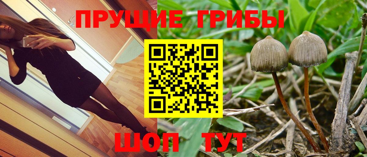 Псилоцибиновые грибы прущие грибы Пушкино